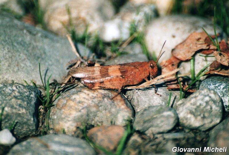 Serie di Acrididae del Parco del Ticino